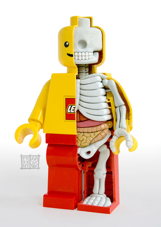 Illustration for article titled Even the Guts and Skeleton of a LEGO Figure Looks Cute